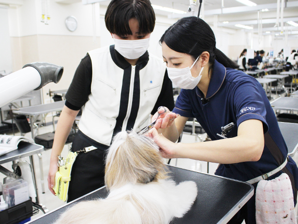 モデル犬とトリミング実習！